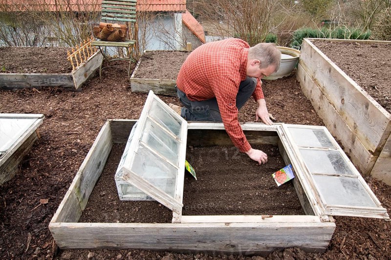 Man at sowing in cold frame, sowing, saeet