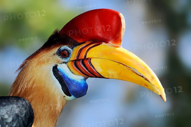 Knobbed Hornbill, male, Sulawesi Wrinkled Hornbill (Aceros cassidix), Red Knobbed Hornbill, Sulawesi Red-Knobbed Hornbill
