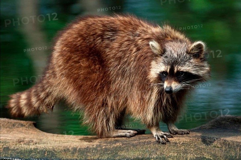 Raccoon (Procyon lotor), lateral, detachable