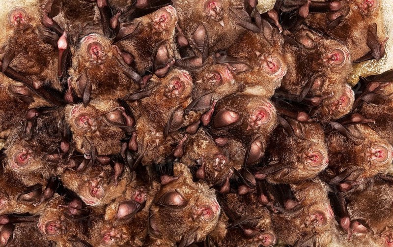 Greater Horseshoe Bat (rhinolophus ferrumequinum), Colony Hibernating in a Cave, Normandy