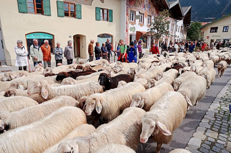 Domestic sheep at the Almabtrieb, Mittenwald, Werdenfelser Land, Bavaria, sheep, flock of sheep, sheep, sheep drive, Germany, Europe
