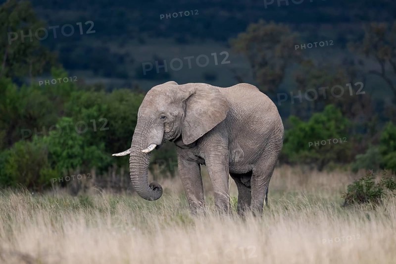 African elephant (Loxodonta africana) bull, Lush Private Game reserve, Pilanesberg National Park, South Africa, Africa