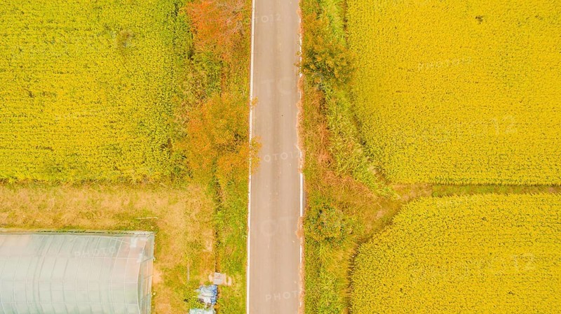 Aerial view of one lane country road between beautiful rice paddies with golden color and greenhouse in lower left corner, South Korea, South Korea, Asia