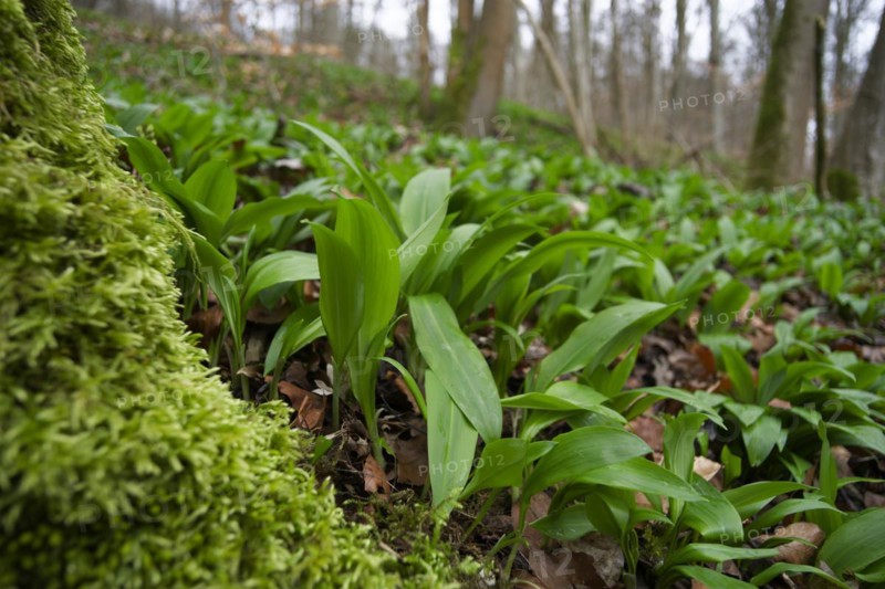 Carpets of wild garlic (Allium ursinum) in the Jagst valley near Kirchberg, Jagst, Hohenlohe, Heilbronn-Franken, Baden-Württemberg, Germany, Europe