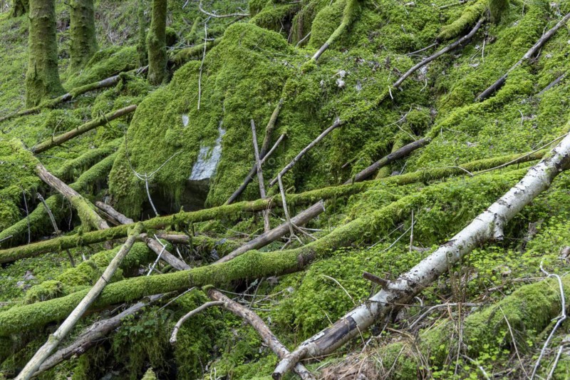 Deadwood with moss, Arna, Vestland province, Bergen, Norway, south-west coast, Scandinavia, Northern Europe, Europe