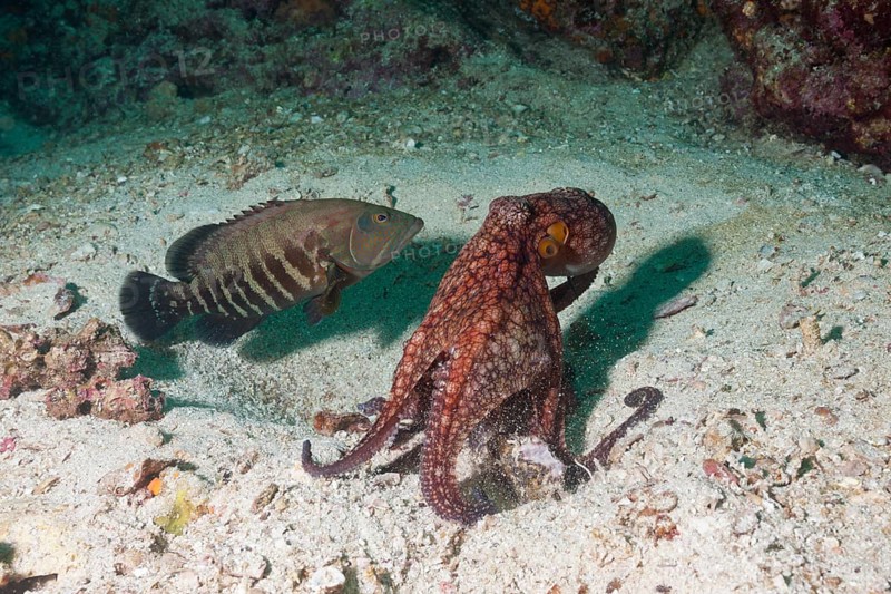 Octopus, Octopus sp., La Paz, Baja California Sur, Mexico, Central America