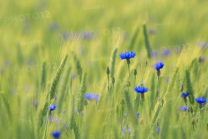 Blue cornflowers (Centaurea cyanus) in a Barley (Hordeum vulgare) corn field near Andechs, Bavaria, Germany, Europe
