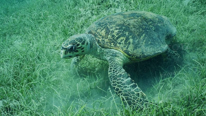 Very old-aged male Hawksbill Sea Turtle or Bissa (Eretmochelys imbricata) eats Round Leaf Sea Grass or Noodle seagrass (Syringodium isoetifolium) on seagrass meadow, Red sea, Safaga, Egypt, Africa
