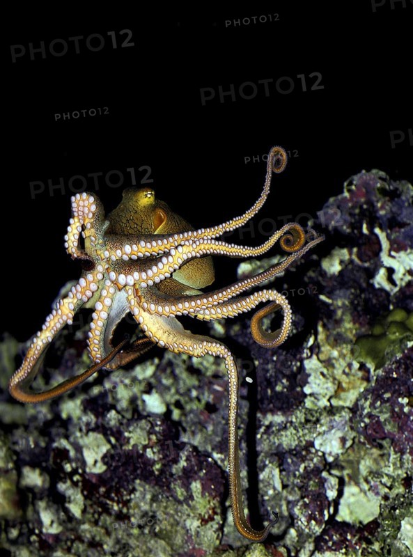 OCTOPUS (octopus cyanea)