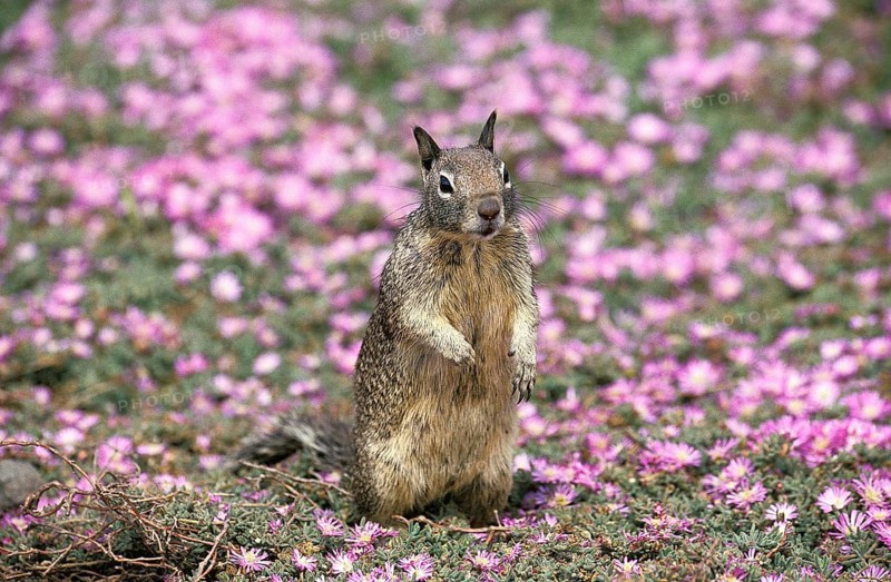 Western Gray Squirrel (sciurus griseus), Adult standing in Flowers, Standing on Hind Legs, California, USA, North America