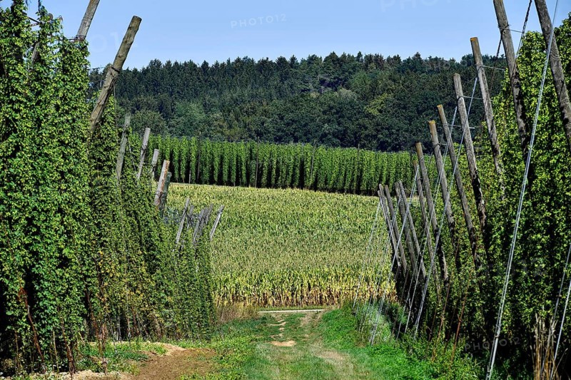 Hops ripe for harvesting, overview hop garden, panorama hop field, hill, mountain, hop vines, poles, path, hilly landscape, field, meadow, field, maize, maize field, Abendsberg, Holledau, Hallertau, Upper Bavaria, Bavaria, Germany, Europe