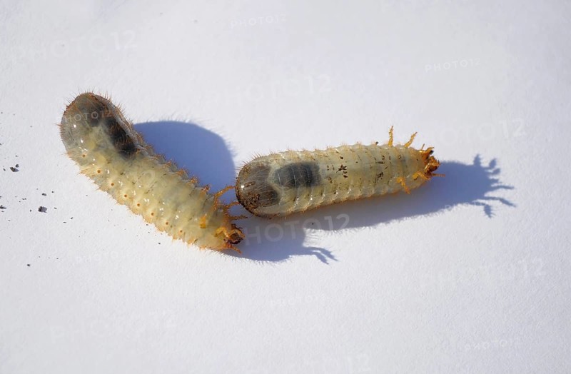 Grasshoppers on a white background