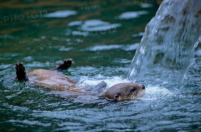 Canadian otter, north american river otter (Lontra canadensis), Babyzoo Wingst