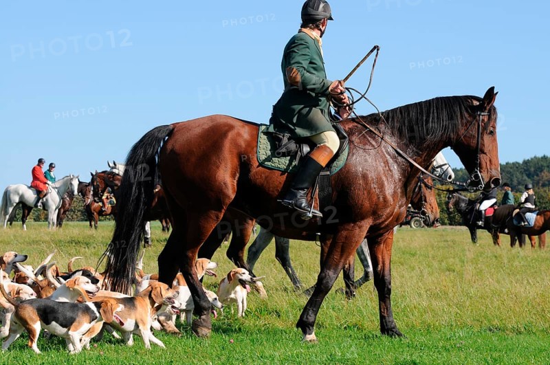 Riding, rider and beagle pack, drag hunt, beagle, pack, hunt, picorn, picorns