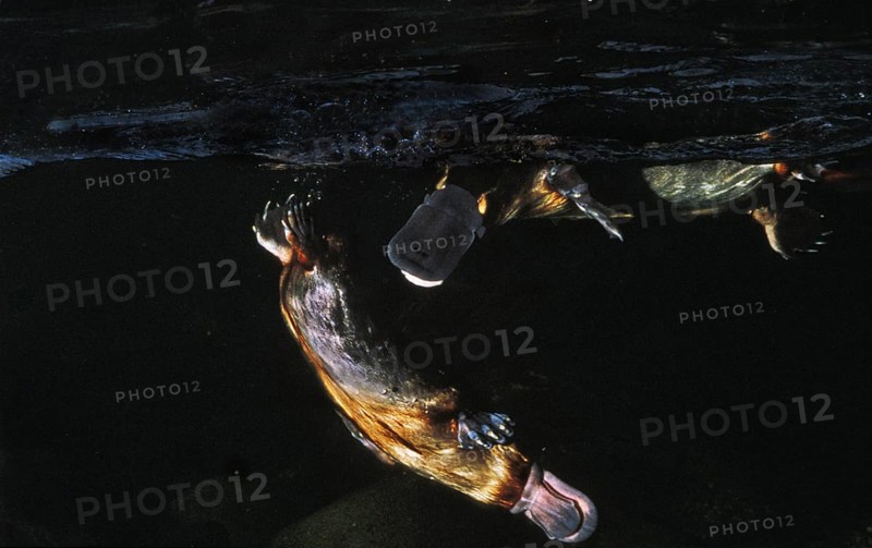 Platypus (Ornithorhynchus anatinus), mating shortly in front of mating, Australia, Oceania
