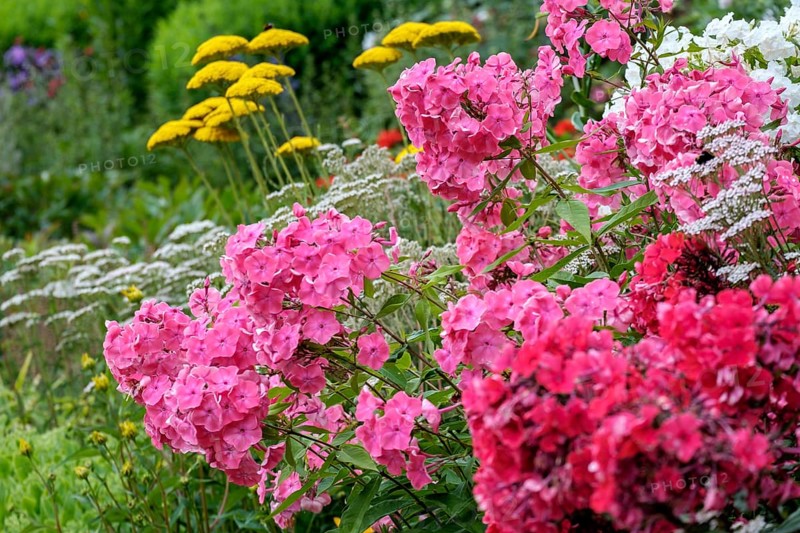 Perennial bed with flame flowers