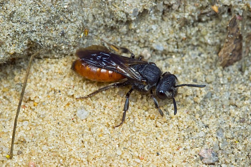 Large (Sphecodes albilabris) blood bee, nature reserve Boberger Sanddünen, Hamburg