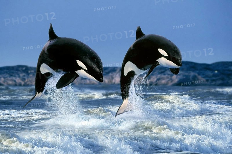 Killer whales (Orcinus orca)