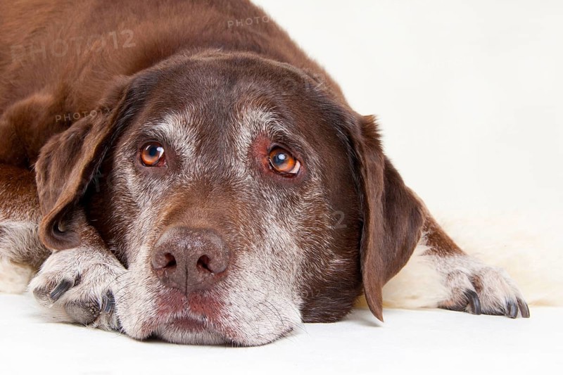 Brown, old dog