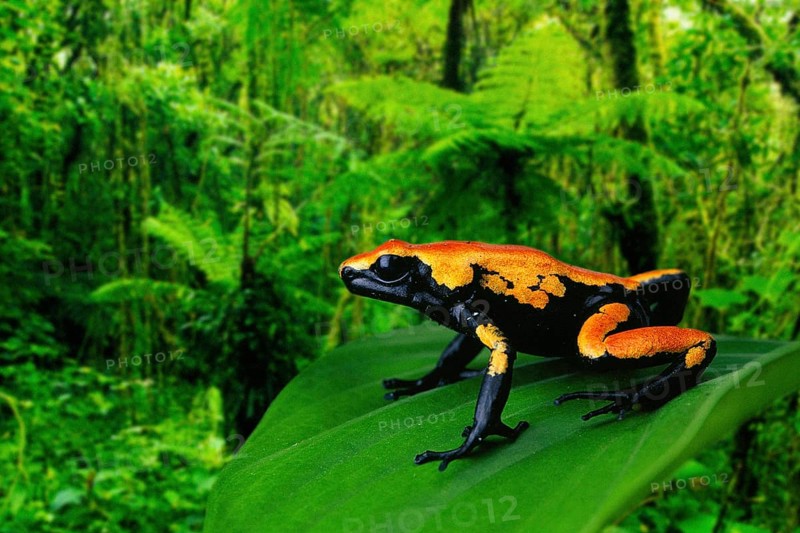 Spatterback poison dart frog (Dendrobates galactonotus), poison dart frog