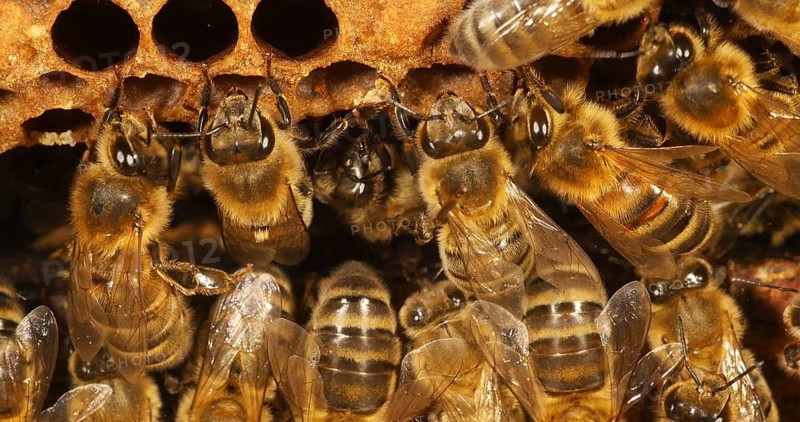 European Honey bee (Apis mellifera), Bees working on a Wild Ray, Natural Brood, Normandy