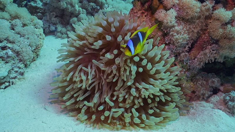 Red Sea Clownfish (Amphiprion bicinctus) or Threebanded Anemonefish swimming next to Bubble Anemone (Parasicyonis actinostoloides) Red sea, Egypt, Africa