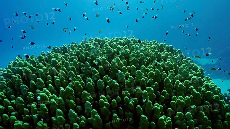 Hard corals colony Porites, school of colorful tropical fish swims above top of coral reef in brightly sun rays, Backlighting (Contre-jour) Red sea, Safaga, Egypt, Africa