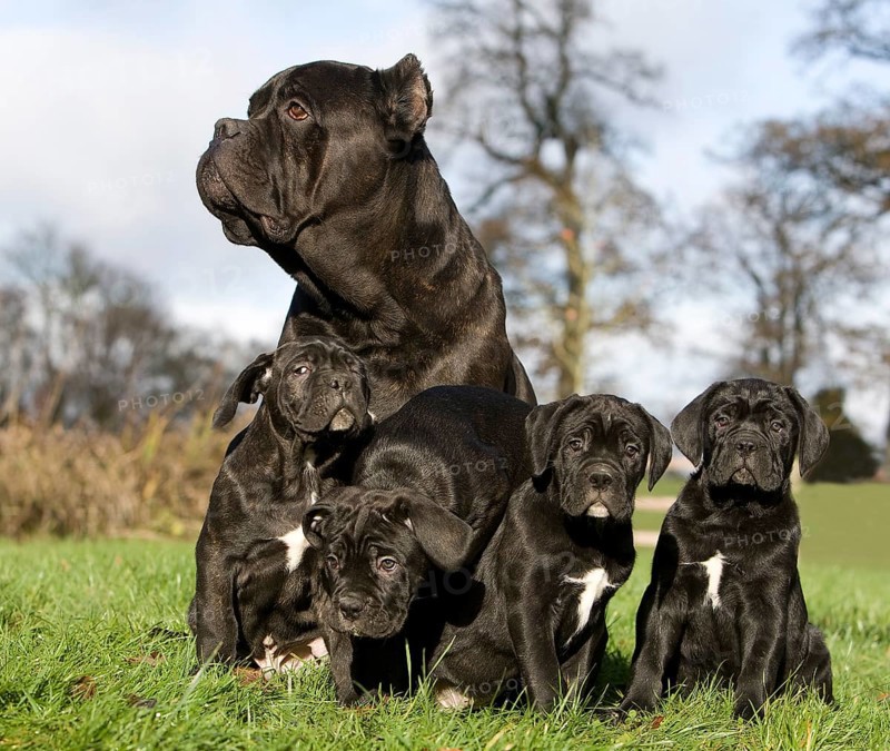 Cane Corso, female puppies sitting on grass, a dog breed from Italy