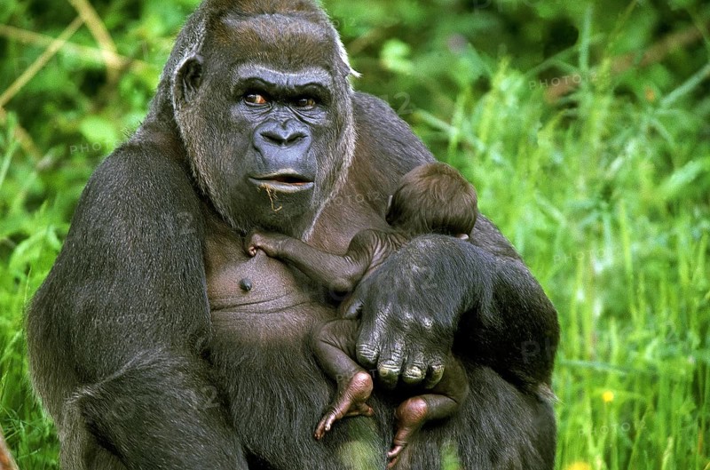 EAST WESTERN TIEFLAND GORILLA (gorilla gorilla) graueri, MOTHER CARRYING BABY