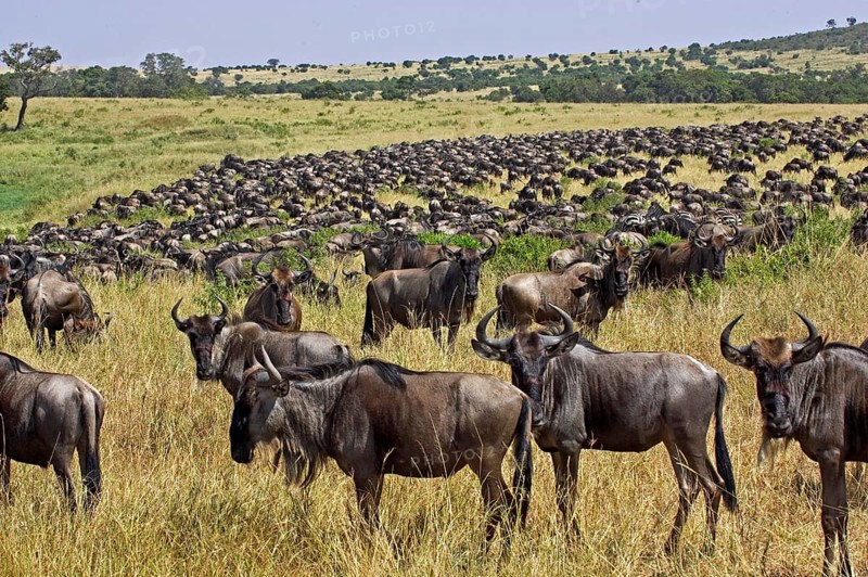 Blue Wildebeest (connochaetes taurinus), Herd migrating, Masai Mara Park in Kenya