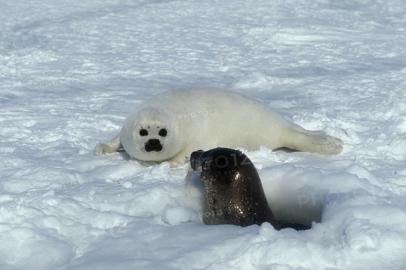 Harp Seal (pagophilus groenlandicus), Female with Pup on Ice Field, Magdalena Island in Canada