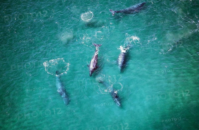 Gray whale (eschrichtius robustus) OR GREY WALF, AIR VIEW OF THE GROUP, BAJA CALIFORNIA IN MEXICO