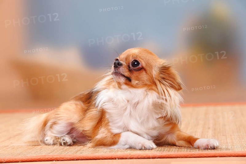 Chihuahua, longhaired, insecure, shy
