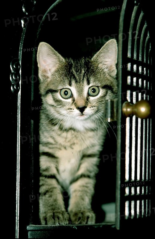 Young kitten, mackerel iron oven door