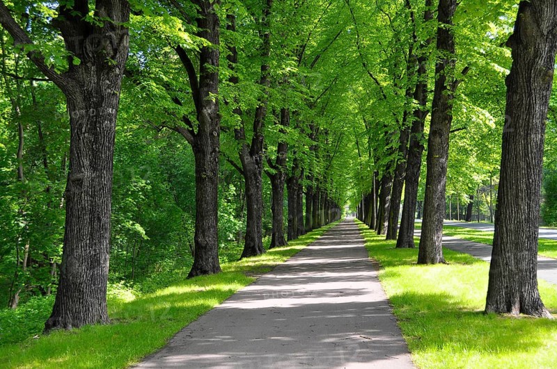 Herrenkrugpark, North Park in Magdeburg, Avenue