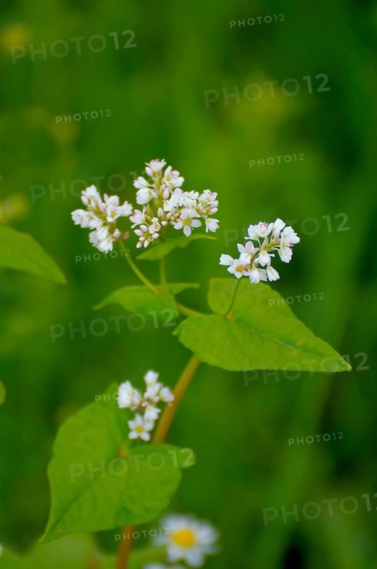 Common buckwheat (Fagopyrum esculentum) flowering