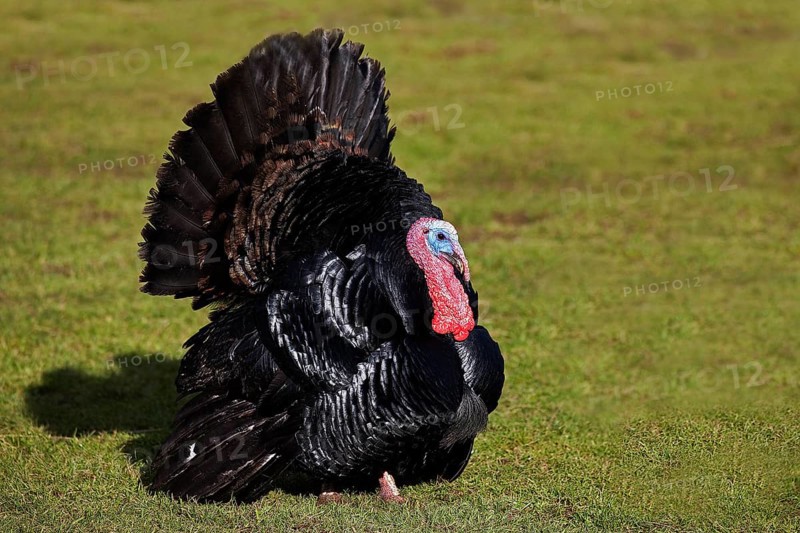 Black Norman turkey, a French breed, male court depiction