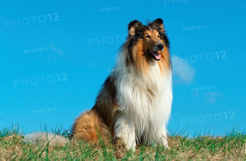 Rough Collie
