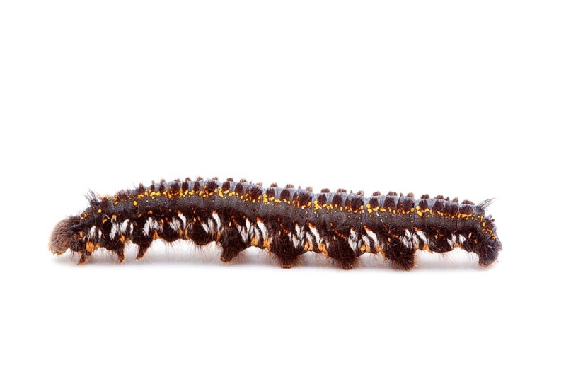 Drinker (Philudoria potatoria), caterpillar, drinker, lateral