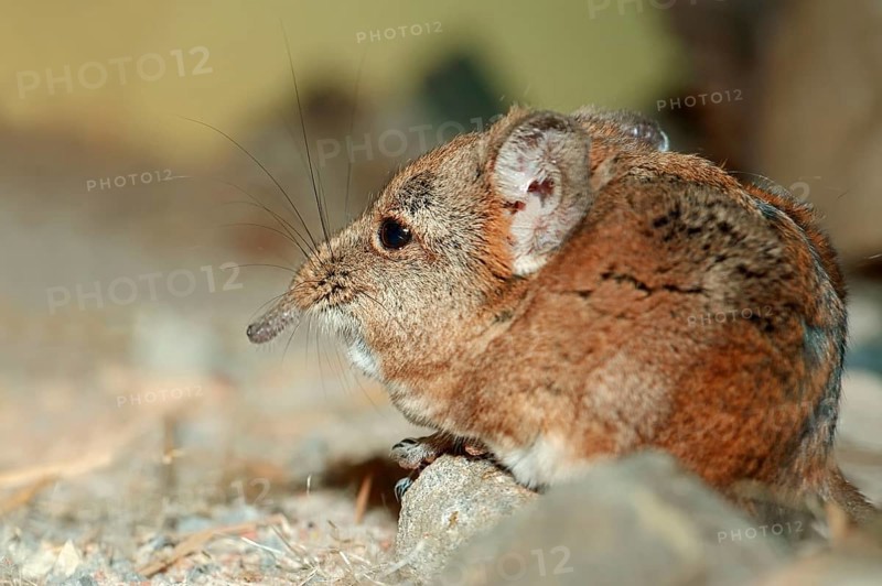 Short eared Elephant Shrew, short-eared trunkjumper, short-eared trunkjumper, short-eared elephant shrew (Macroscelides proboscideus)