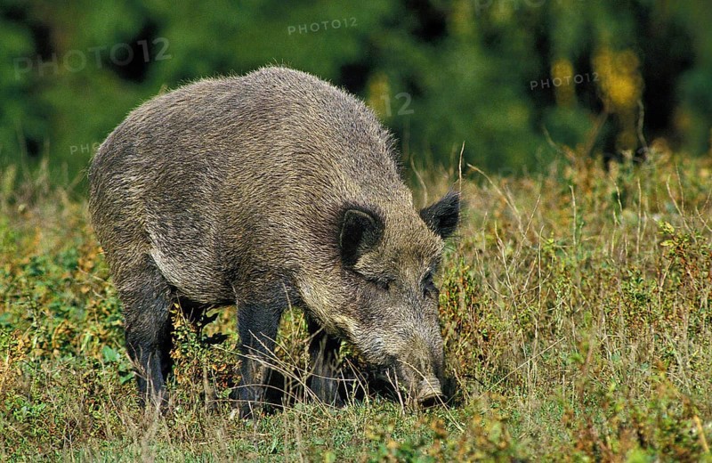 Wild Boar (sus scrofa)