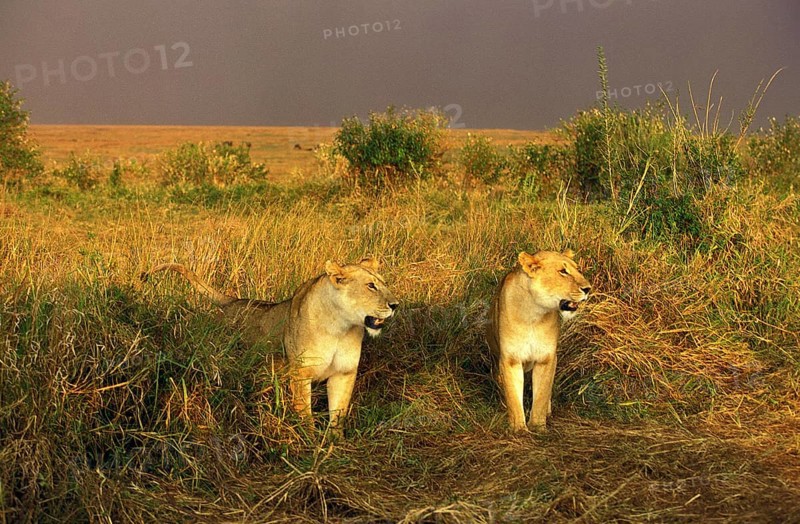 African Lion (panthera leo), Females in Savannah, Masai Mara Park in Kenya