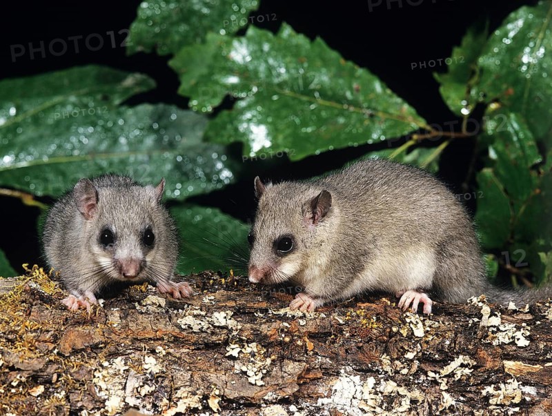 Edible Dormouse (glis glis), Pair