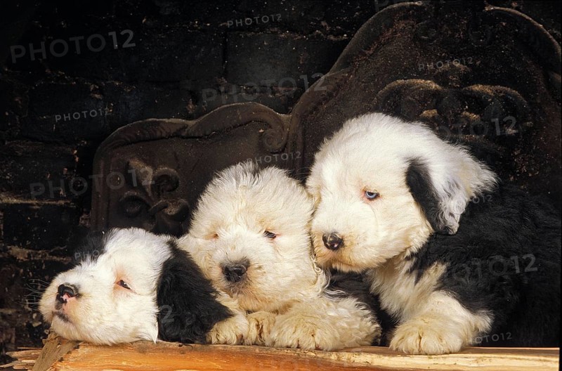 Bobtail Dog or Old English Sheepdog, Puppies laying
