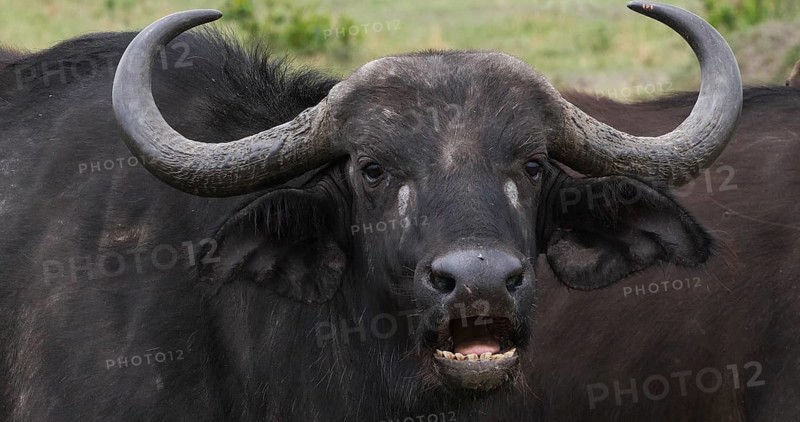 African Buffalo (syncerus caffer), Adult who ruminates, Masai Mara Park in Kenya