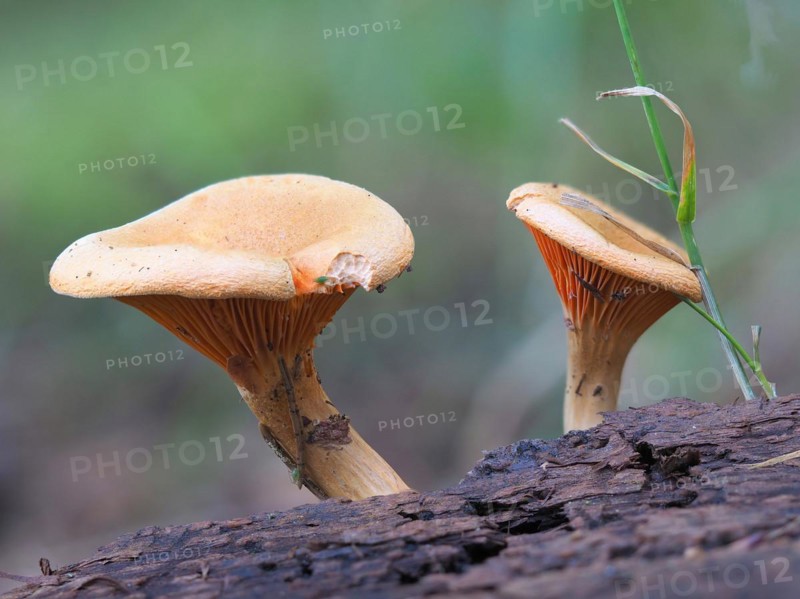 False chanterelle (Hygrophoropsis aurantiaca)