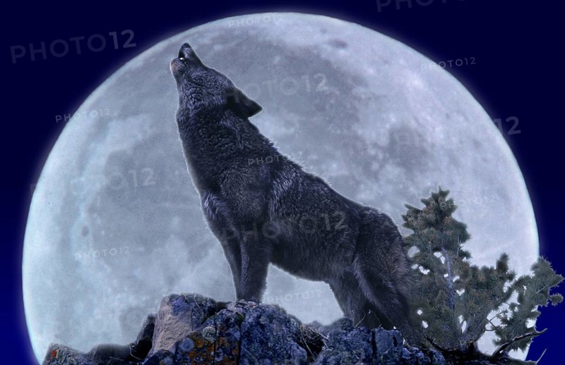 European Wolf (canis lupus), Adult Howling at the Moon