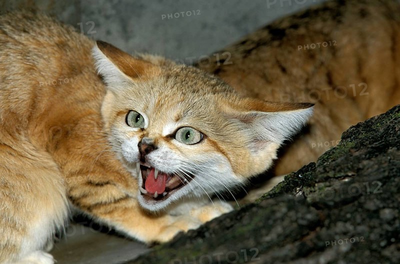 SAND sand cat (felis margarita), ADULT SNARLING