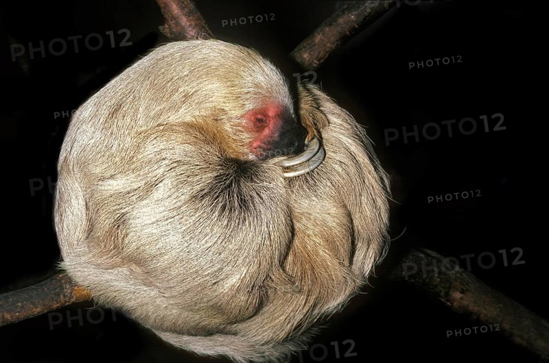 Three Toed Sloth (bradypus tridactylus), Adult sleeping