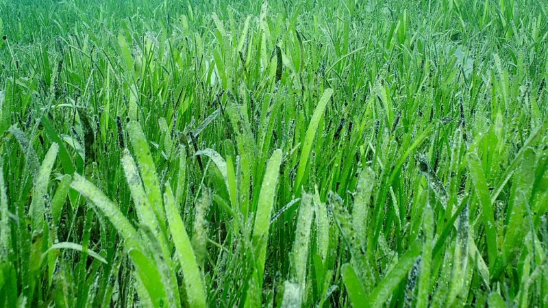 Closeup of seagrass bed covered with Sickle-leaved Cymodocea seagrass (Thalassodendron ciliatum) green seagrass meadow on sunny day, Red sea, Safaga, Egypt, Africa